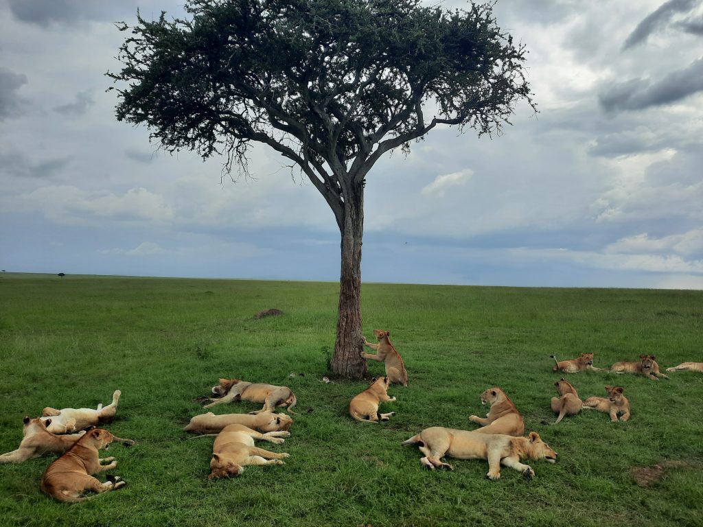 Safari en Kenia - Masai Mara - nuestro viaje a Kenia - Familia leones