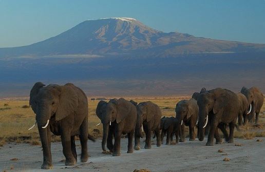 Safari en Kenia - Amboseli - Aventura en Kenia - Elefantes