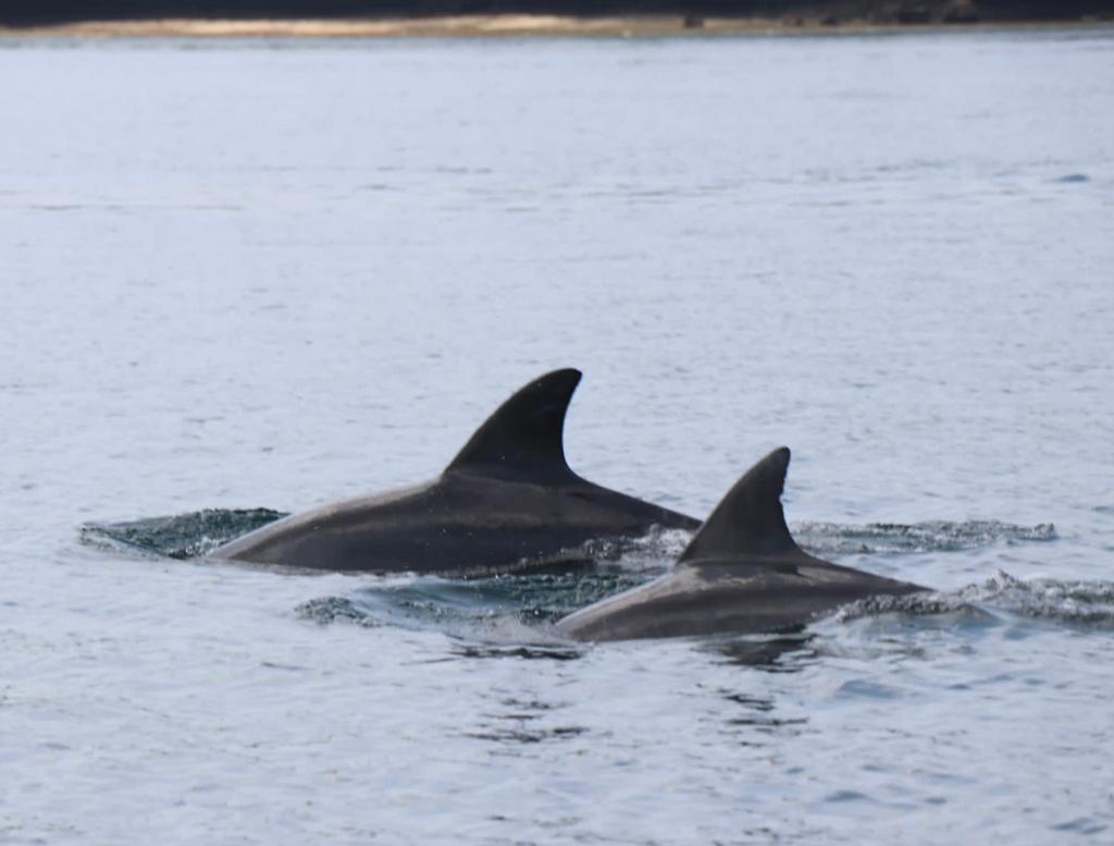 Hacer snorkel en Diani Beach - Aventura en Kenia - Delfines