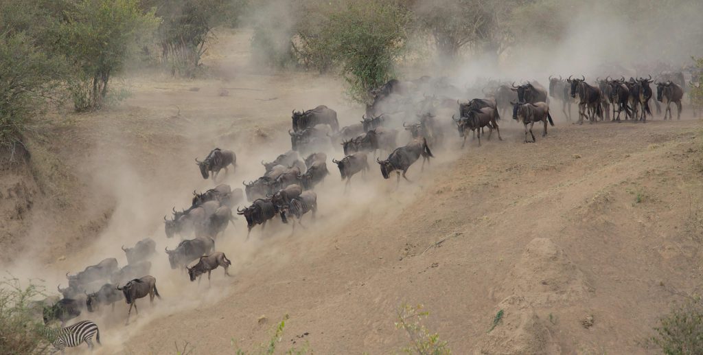 Safari en Kenia - Masai Mara - Aventura en Kenia - Gran Migración Búfalos