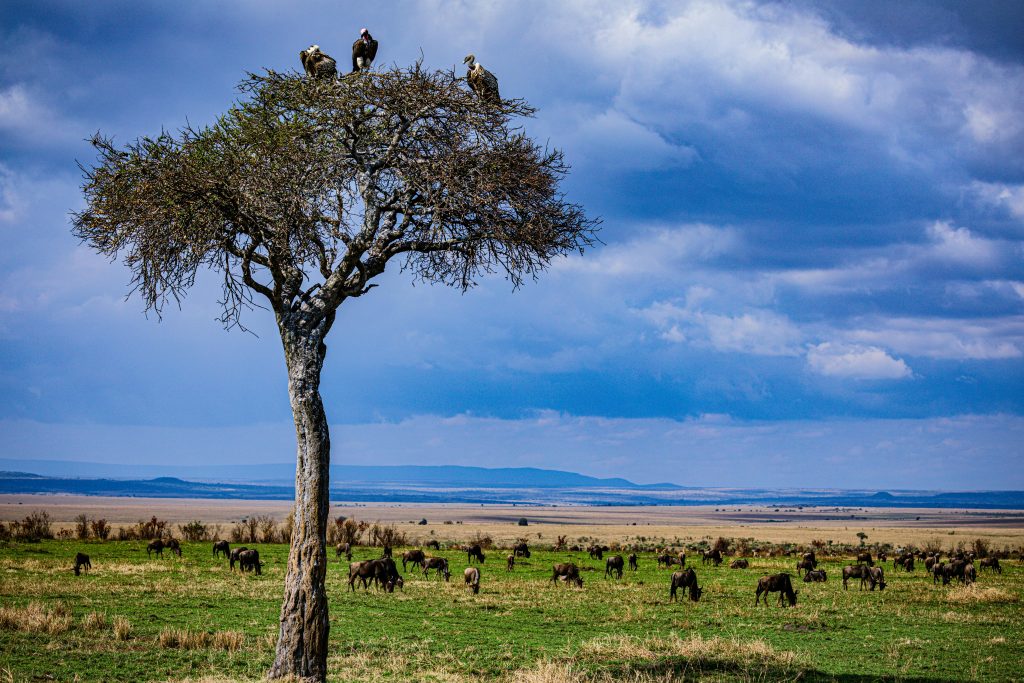Mejor época para viajar a Kenia - Aventura en Kenia - Ñus