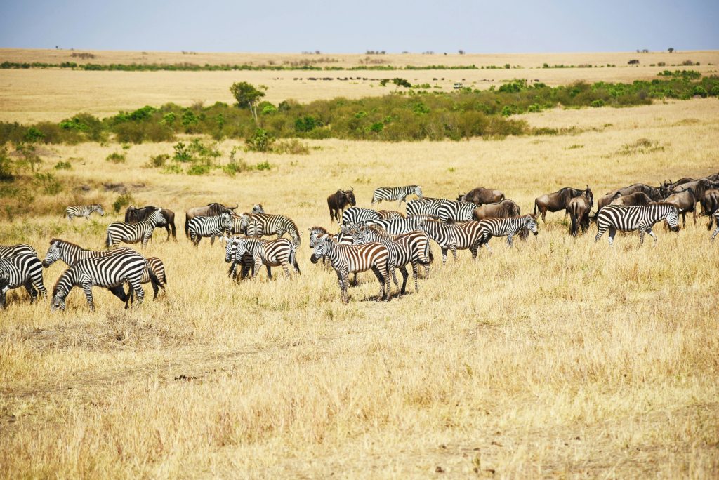Mejor época para viajar a Kenia - Aventura en Kenia - Cebras