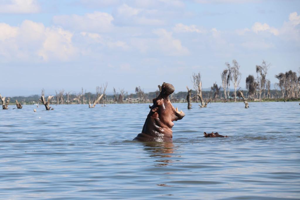 Safari en Kenia - Naivasha - Aventura en Kenia - Hipopótamo