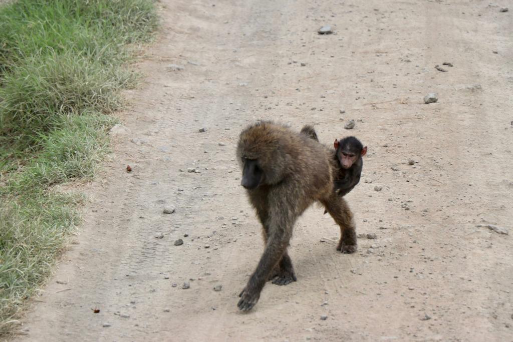 Safari en Kenia - Nakuru - Aventura en Kenia - Babuinos