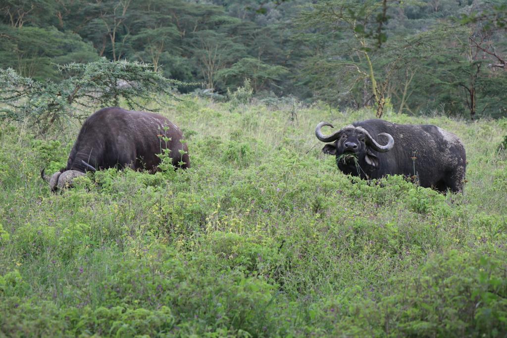 Safari en Kenia - Masai Mara - Aventura en Kenia - Búfalos