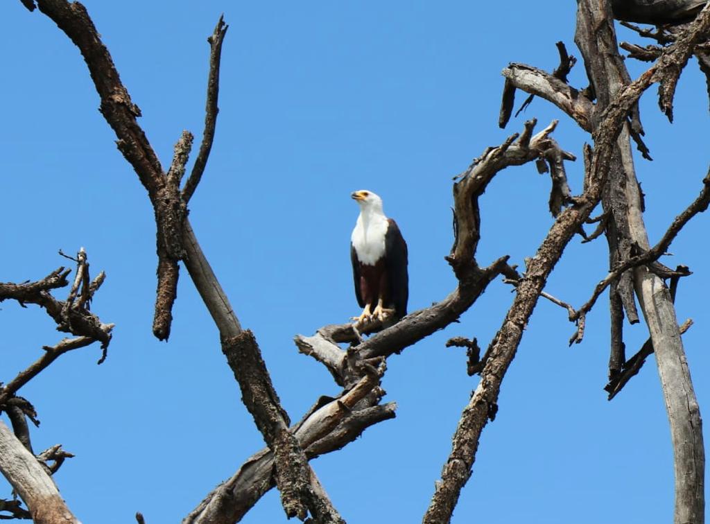 Safari en Kenia - Nakuru - Aventura en Kenia - Águila