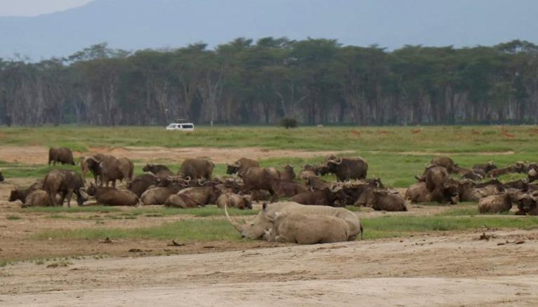 Safari en Kenia - Nakuru - Aventura en Kenia - Búfalos y Rinocerontes