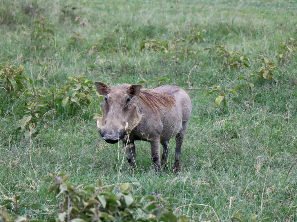 Safari en Kenia - Nakuru - Aventura en Kenia - Facófero
