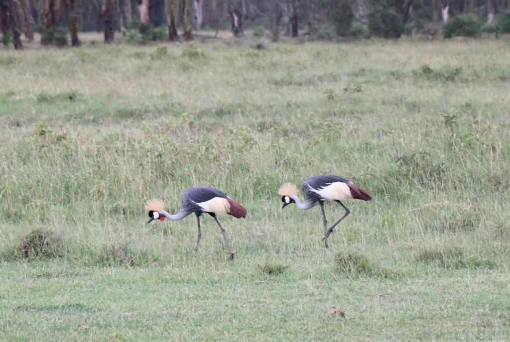 Safari en Kenia - Masai Mara - Aventura en Kenia - Pareja grullas de corona
