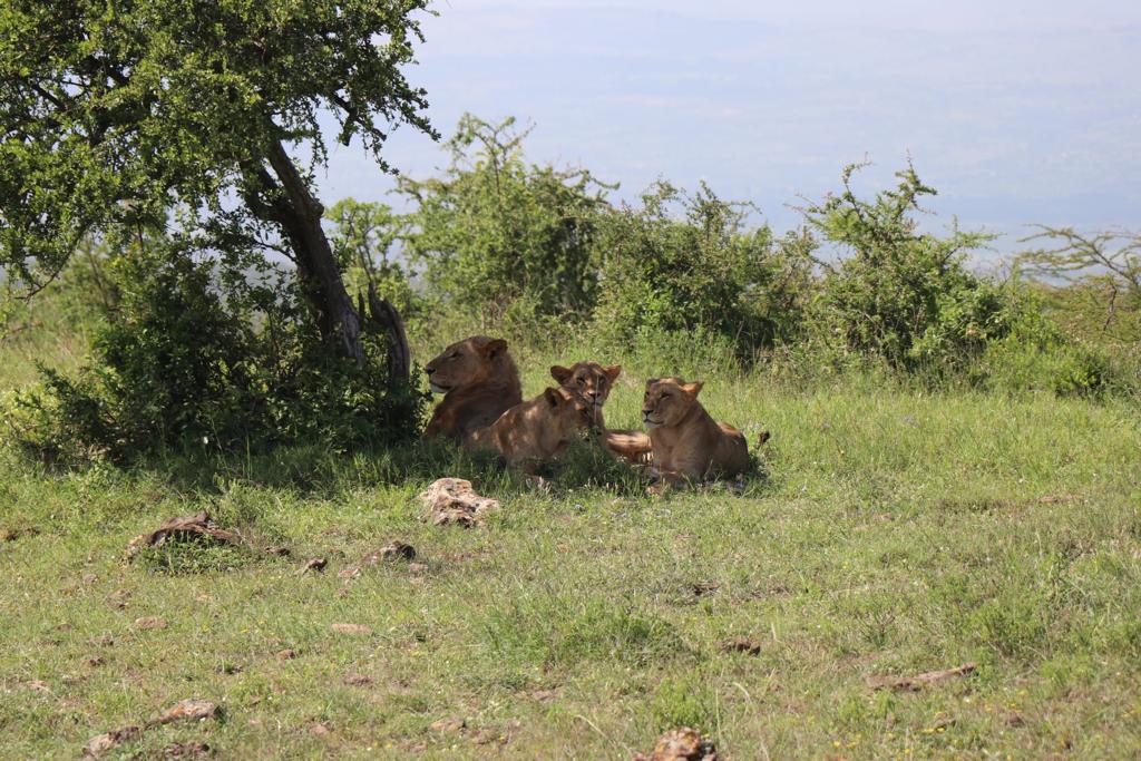 Safari en Kenia - Nakuru - Aventura en Kenia - Leones