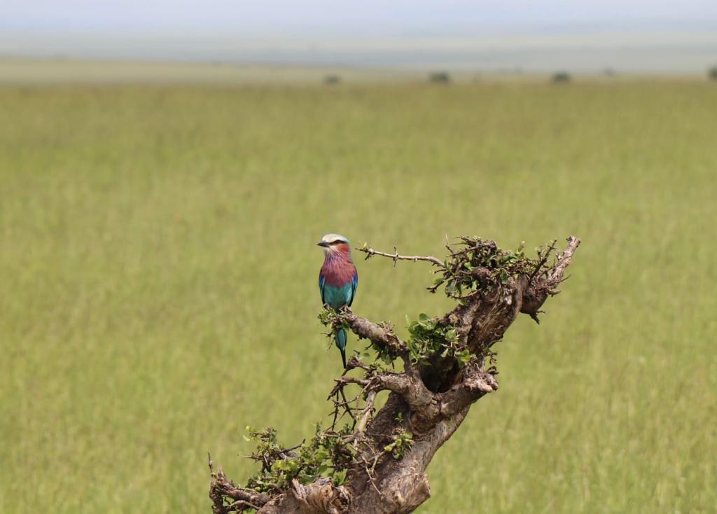 Safari en Kenia - Masai Mara - Aventura en Kenia - Pájaro colores