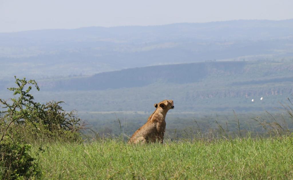 Safari en Kenia - Aventura en Kenia - Masai Mara - León