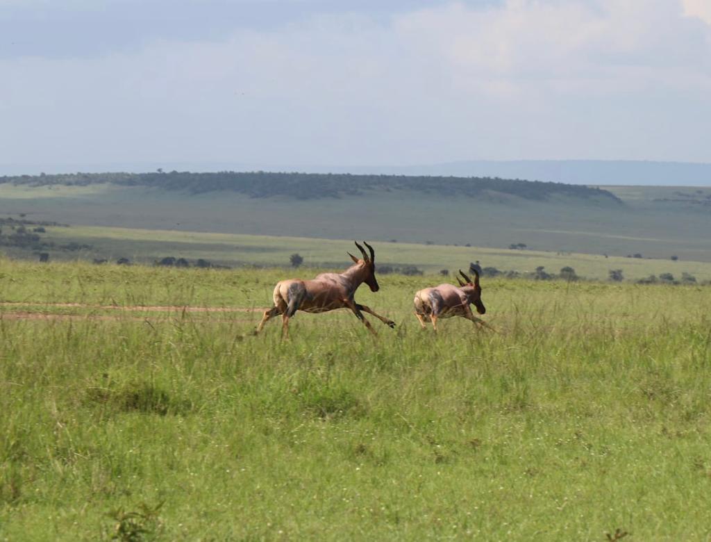 Safari de 1 día en el parque de Tsavo - Aventura en Kenia