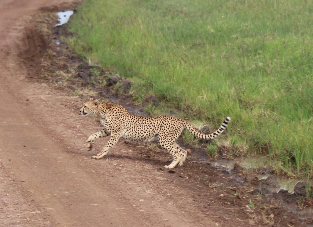 Safari en Kenia - Masai Mara - Aventura en Kenia - Guepardo