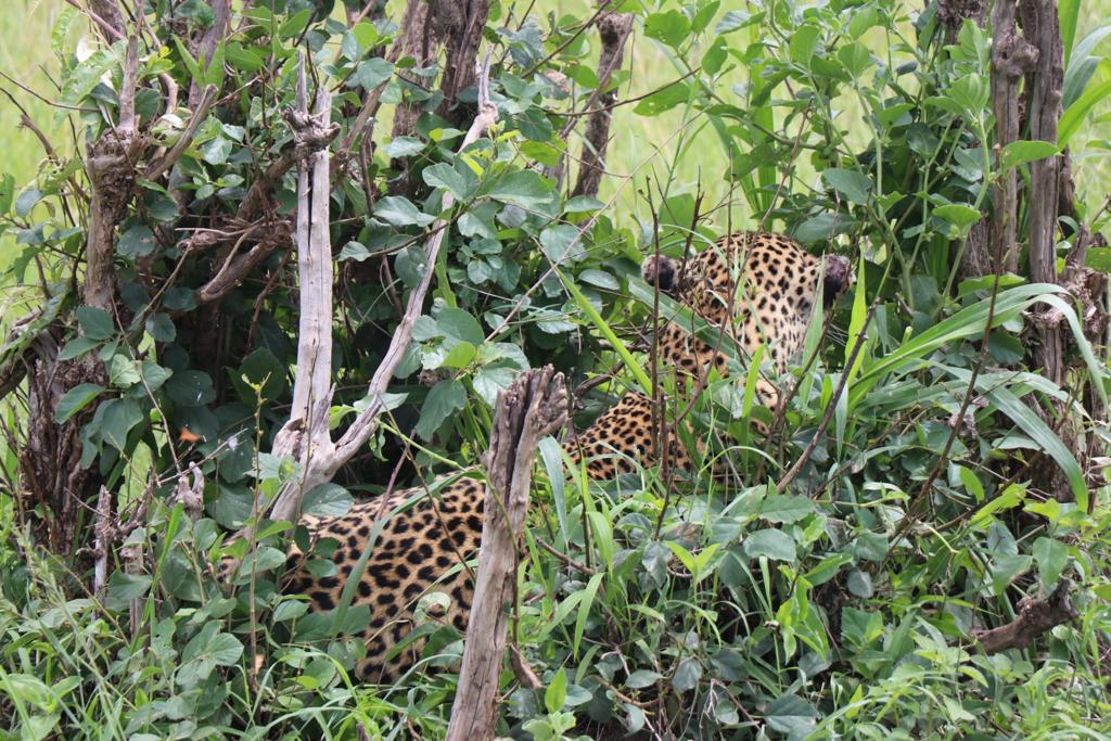 Safari en Kenia - Masai Mara - Aventura en Kenia - Leopardo