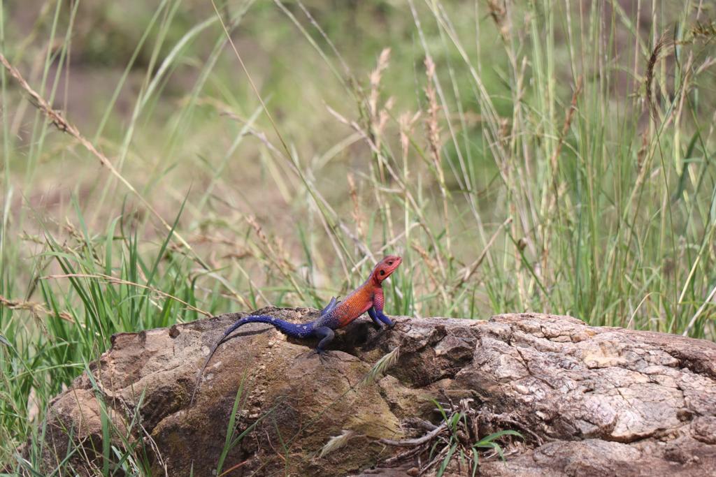 Safari en Kenia - Masai Mara - Aventura en Kenia - Lagarto colores