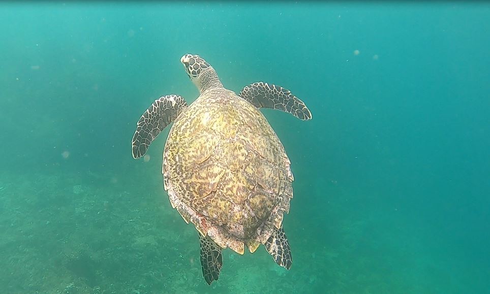 Hacer snorkel en Diani Beach - Aventura en Kenia - Tortuga